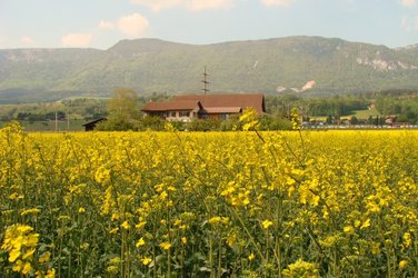 Aarhof - 1