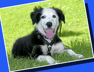 hund-hobby-sport Welpenstunden, Junghundekurse, Hundetraining - 1