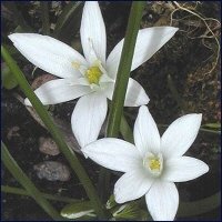 Star of Bethlehem
